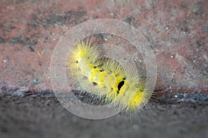 High Angle View of  A Yellow Calliteara Horsfieldii Caterpillar