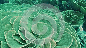 a high angle view of yellow scroll coral at rainbow reef of fiji