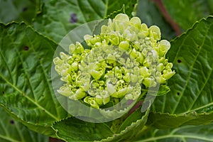 High angle view of young hydrangea flower