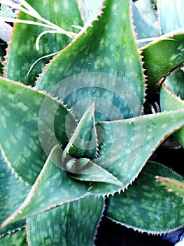High angle view of a zebra aloe plant with spiny leaves