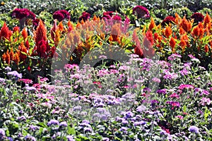 Flower bed with annuals in the summer sun photo