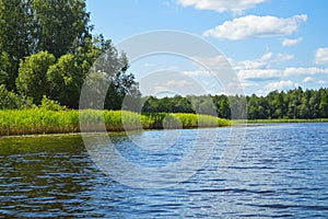 High aquatic green natural beautiful plants bushes grass reeds against the backdrop of the river bank and blue sky