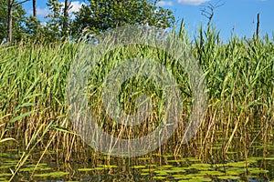 High aquatic green natural beautiful plants bushes grass reeds against the backdrop of the river bank and blue sky