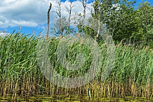 High aquatic green natural beautiful plants bushes grass reeds against the backdrop of the river bank and blue sky