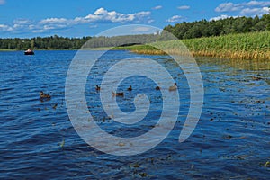 High aquatic green natural beautiful plants bushes grass reeds against the backdrop of the river bank and blue sky