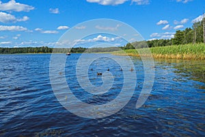 High aquatic green natural beautiful plants bushes grass reeds against the backdrop of the river bank and blue sky