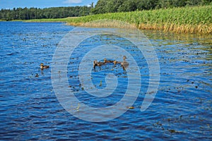 High aquatic green natural beautiful plants bushes grass reeds against the backdrop of the river bank and blue sky