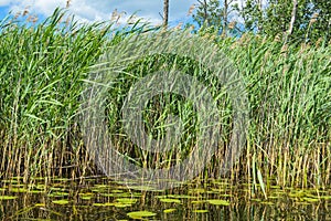 High aquatic green natural beautiful plants bushes grass reeds against the backdrop of the river bank and blue sky