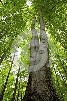 High beech tree