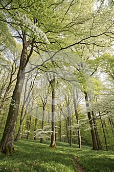 High beech trees in spring forest