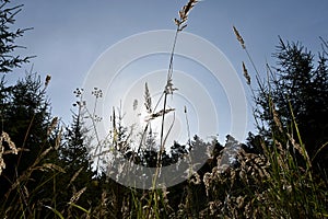 High blooming grass in sunshine.