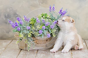 High bred adorable Siberian Husky puppy