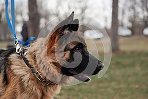 High bred dog with protruding ears. German Shepherd puppy breeding show, close up portrait on background of green grass. Charming