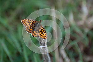 High Brown Fritillary Argynnis adippe orange butterfly