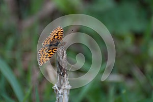 High Brown Fritillary Argynnis adippe orange butterfly getting ready to fly