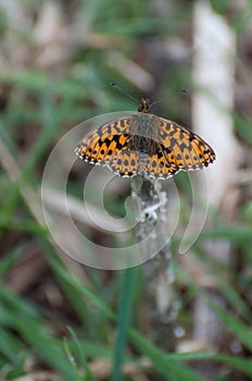 High Brown Fritillary Argynnis adippe splendid butterfly resting on a stick