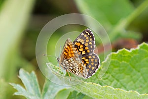 High Brown Fritillary Butterfly on Green Leaf