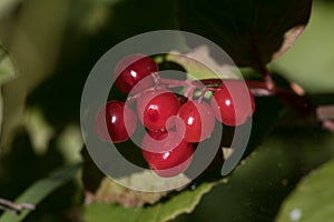 High Bush Cranberry Plant