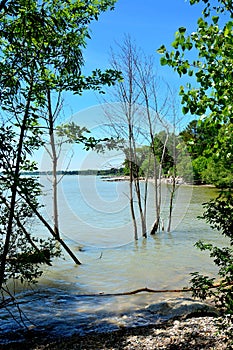 High Calm Lake Michigan Waters with trees submerged