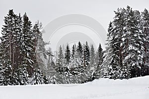 High Christmas trees and snow-covered