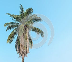 High coconut palm tree on bright l blue sky background no cloud and copy space