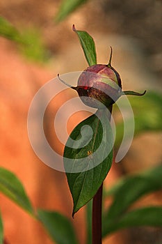 High Color Saturation Peony Flower Bud with a Tiny Spider on its Leaf