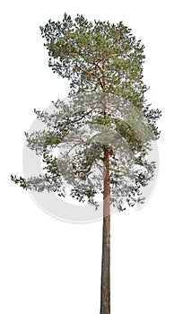 High coniferous pine tree on white
