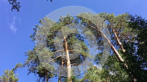 High coniferous trees against the sky. Bialowieza Forest.