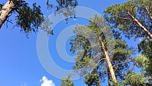 High coniferous trees against the sky. Bialowieza forest.