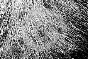 High contrast Black and white macro photography texture backgrounds, dog fur