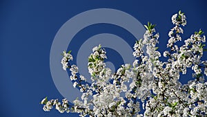 High-contrast close view of cherry tree flowers on a blue sky background