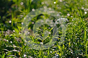 High-contrast grass