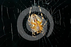 High contrast image of very dreadful spider