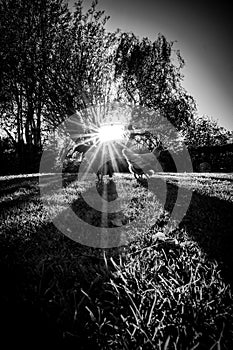 High-contrast image of the winter sun setting over a private garden with Chickens.