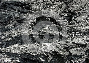 Old cherry tree bark texture.