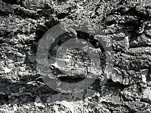 Old cherry tree bark texture.