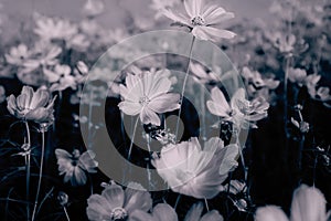 High contrast and noise of white cosmos flower blooming in the field.