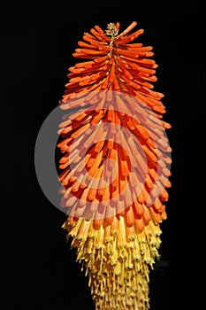 High contrast orange flower