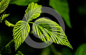 High contrast photo of some green raspberry fruit leaves with a dark background. Medicine or nature themed