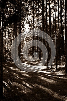 High Contrast Sepia Toned Pine Forest Path