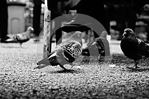 High contrast street view photo of pigeons in London