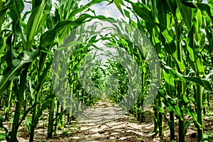 High corn crops photo