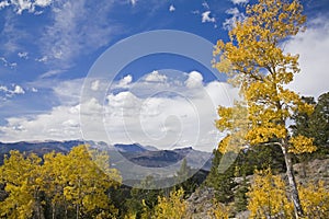 High country Cottonwood Aspen trees mountains photo