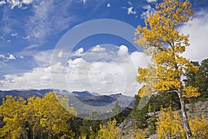 High country Cottonwood Aspen trees mountains