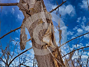 High Country Cottonwood Bark photo