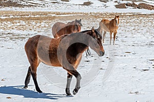 High Country Horses