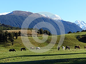 High country horses grazing with mountain backdrop, New Zealand