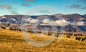 High country sheep farming on one of the rural gravel roads below the cloud shrouded mountains between Lake Ohau and