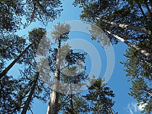High Crimean pine-trees