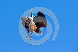 High decent onto prey by Harris hawk